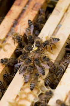 Atelier découverte sur l’apiculture en ville 