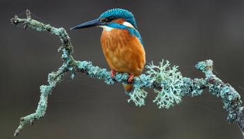 British Wildlife Photography Competition Exhibition