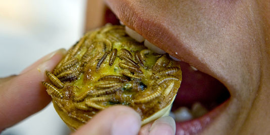 Les insectes : nouveau business alimentaire ?
